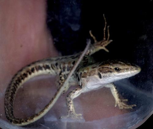 Italian Wall Lizard