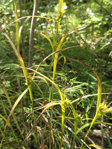 bladder sedge
