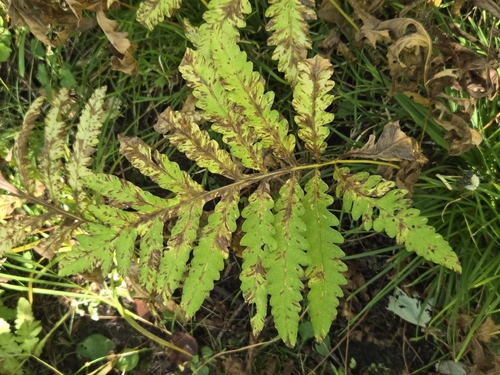sensitive fern