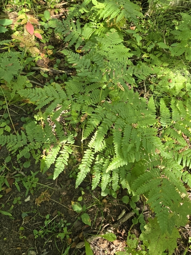 eagle fern