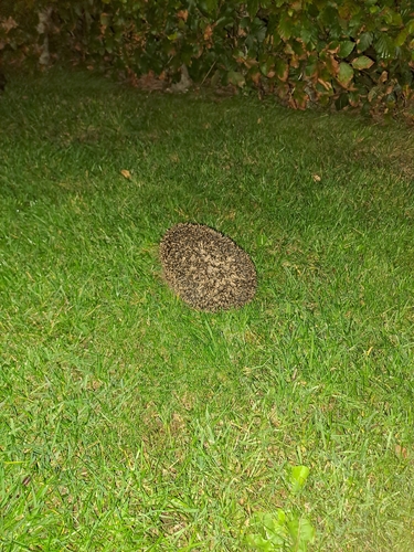 Common Hedgehog