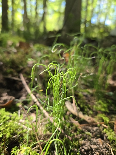dwarf horsetail