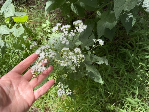 white snakeroot