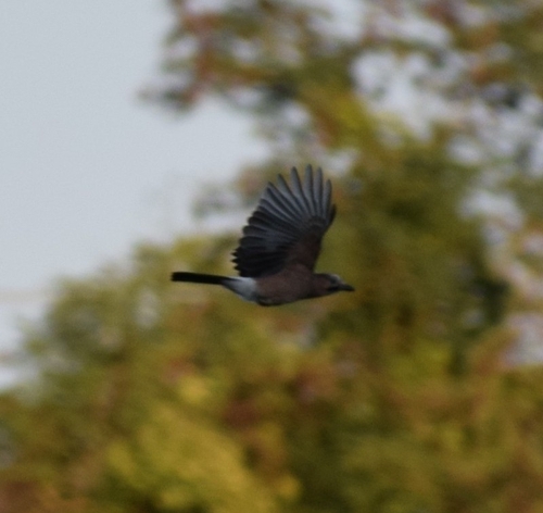 Eurasian Jay