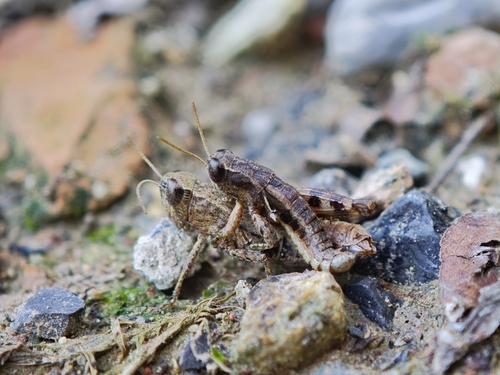 Common Maquis Grasshopper