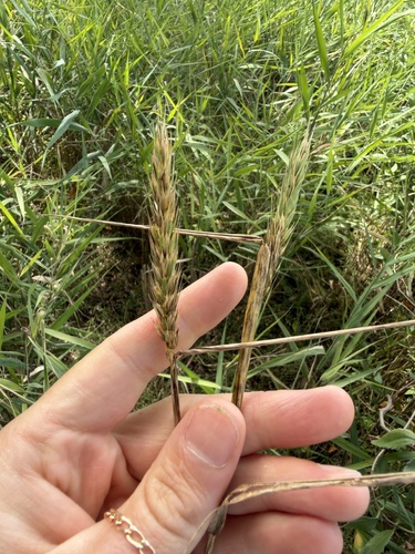 Common Eastern Wild-rye