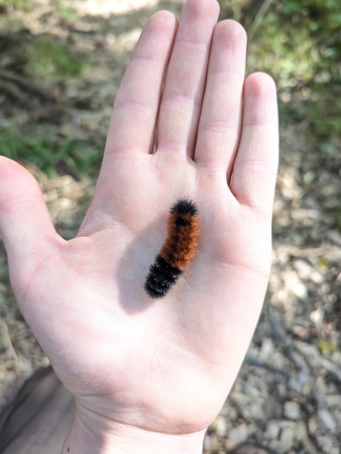 Isabella Tiger Moth