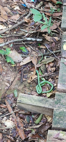 Common Green Racer