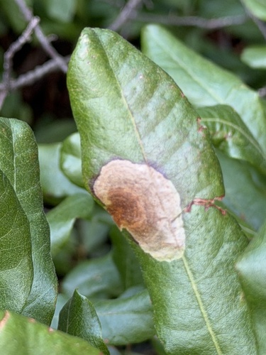Cameraria picturatella