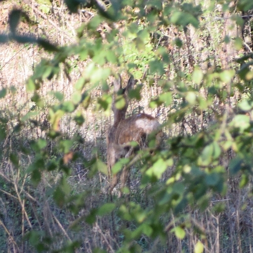 Western Roe Deer