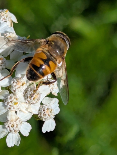 Common Drone Fly
