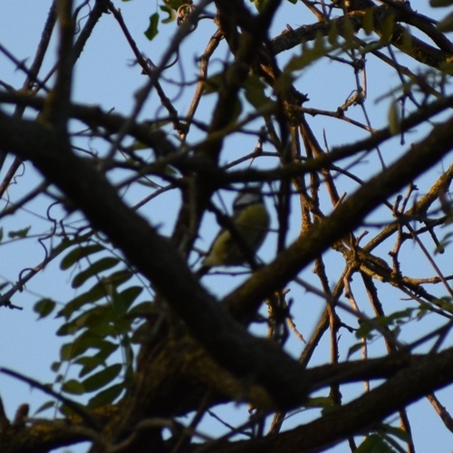 Eurasian Blue Tit