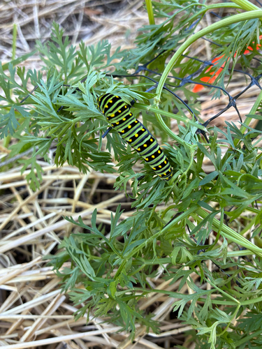Black Swallowtail