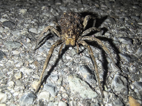 Radiated Wolf Spider