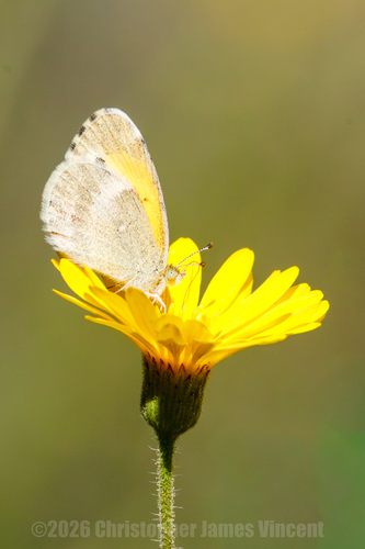 Dainty Sulphur