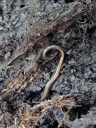 Eastern Red-backed Salamander