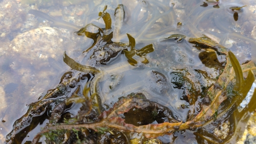 Rockweed