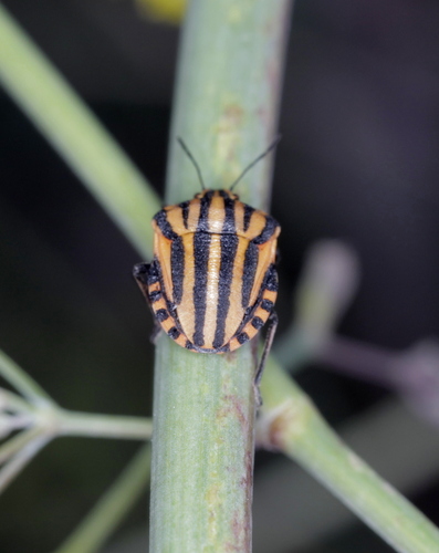 Continental Striped Shield Bug