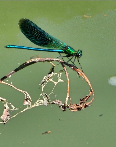 Banded Demoiselle