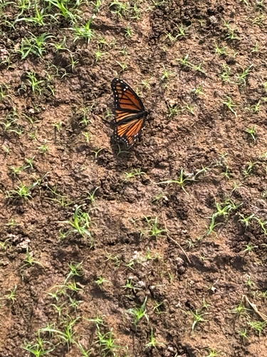 Viceroy