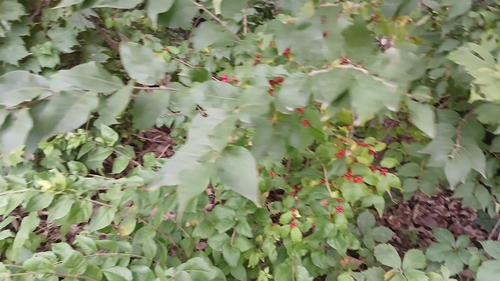 Amur honeysuckle
