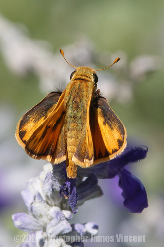 Fiery Skipper