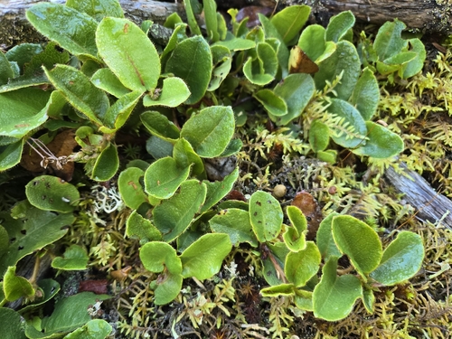 trailing arbutus
