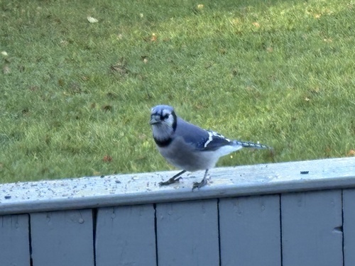 Blue Jay