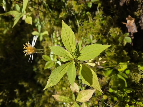 whorled wood aster