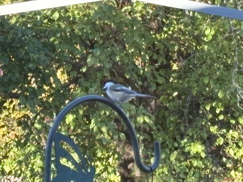 Black-capped Chickadee