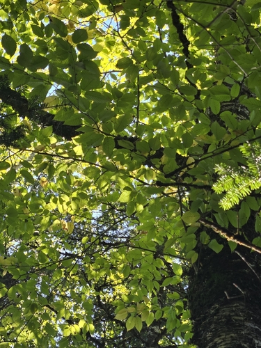 yellow birch