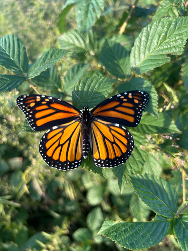 Monarch