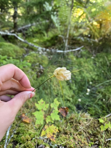 tawny cottongrass
