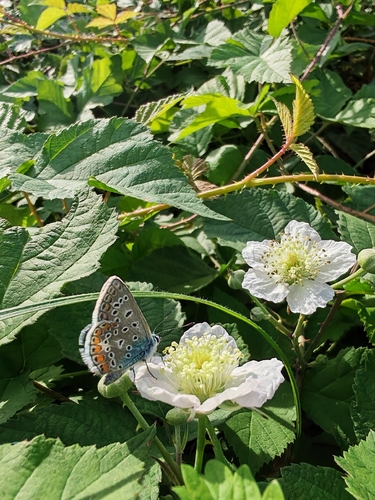 Common Blue