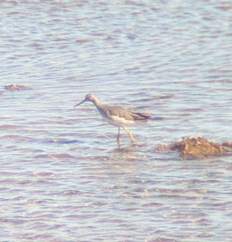 Greater Yellowlegs