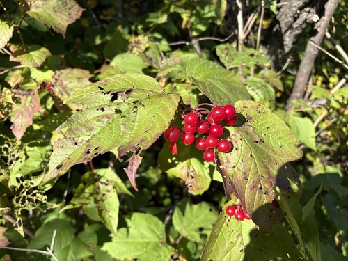 guelder-rose