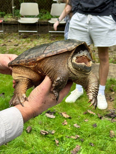 Common Snapping Turtle