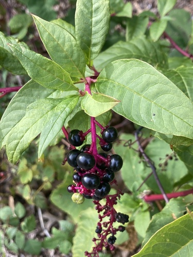 American pokeweed