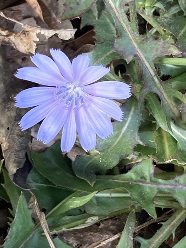 chicory