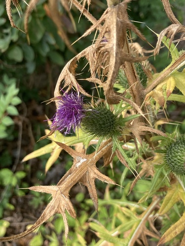 Bull Thistle