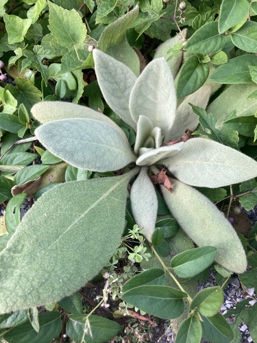 great mullein
