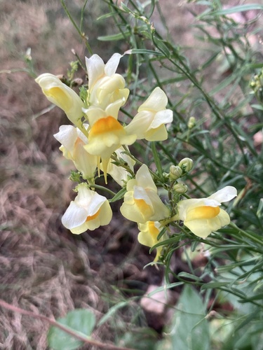 common toadflax