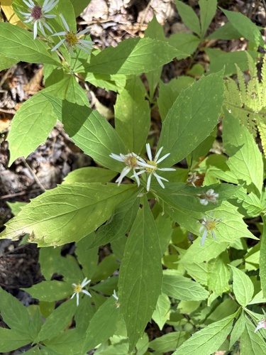 whorled wood aster