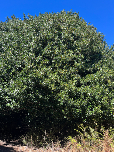 European holly