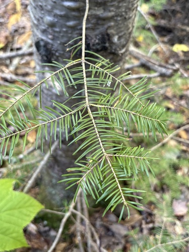 balsam fir