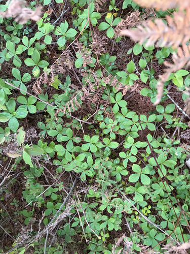 Canadian bunchberry