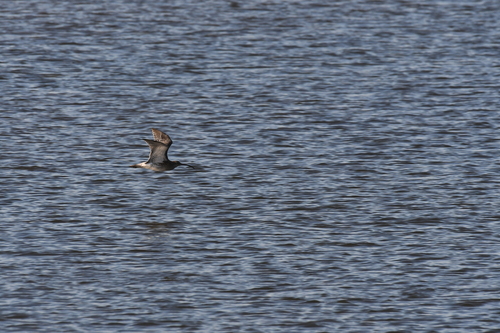 Eurasian Whimbrel