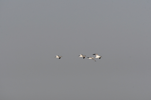 Pied Avocet