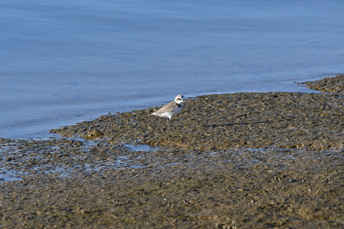 Kentish Plover
