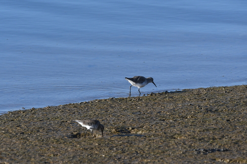 Dunlin
